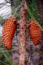 Pinus attenuata
