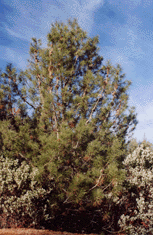 Pinus attenuata