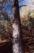 Pinus attenuata