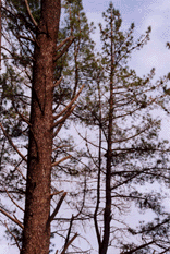 Pinus attenuata