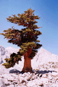Pinus balfouriana austrina
