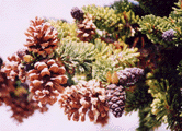 Pinus balfouriana austrina