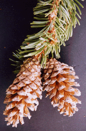Pinus balfouriana austrina