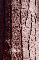 Pinus ponderosa benthamiana