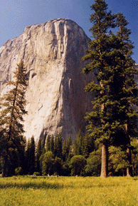 Pinus ponderosa benthamiana
