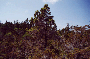 Cupressus pygmaea