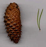 Pinus bolanderi bolanderi