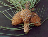 Pinus muricata borealis