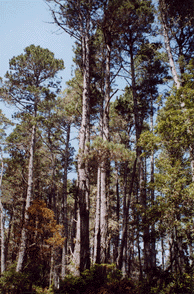 Pinus muricata borealis