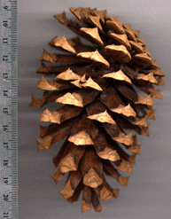 Pinus ponderosa brachyptera