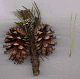 Pinus contorta contorta