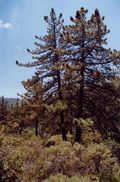Pinus coulteri