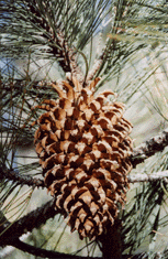 Pinus coulteri