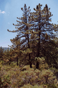 Pinus coulteri