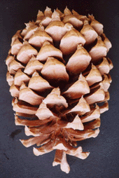 Pinus coulteri x jeffreyi