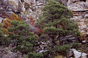 Pinus discolor