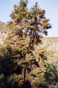 Pinus edulis
