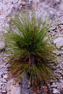 Pinus engelmannii