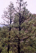Pinus engelmannii