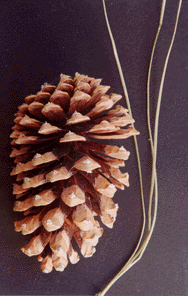 Pinus engelmannii