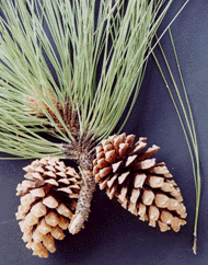 Pinus engelmannii