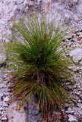 Pinus engelmannii