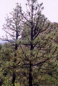 Pinus engelmannii