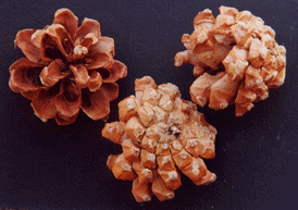 Pinus monophylla fallax