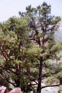 Pinus monophylla fallax