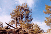 Pinus flexilis