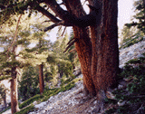 Pinus flexilis