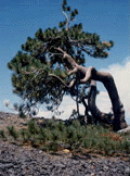Pinus jeffreyi