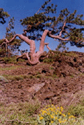 Pinus jeffreyi