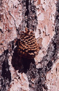 Pinus jeffreyi