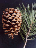 Pinus jeffreyi