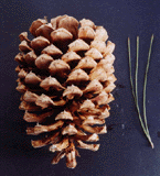 Pinus jeffreyi
