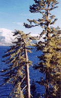 Pinus lambertiana
