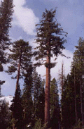 Pinus lambertiana