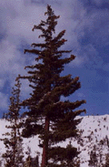 Pinus lambertiana
