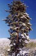 Pinus lambertiana