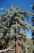 Pinus lambertiana