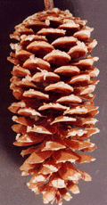 Pinus lambertiana