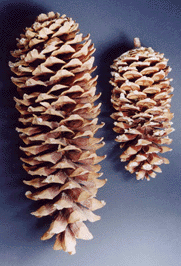 Pinus lambertiana