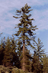 Pinus lambertiana