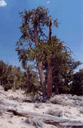 Pinus longaeva