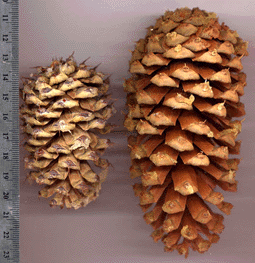 Pinus aristata