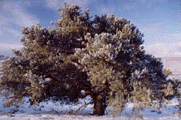 Pinus monophylla