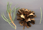 Pinus monophylla