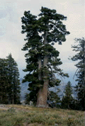 Pinus monticola