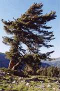 Pinus monticola